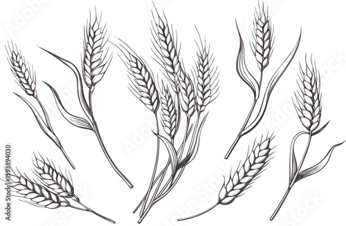 Grains plants and cereal, rye barley and wheat ear spikes. Bakery food concept. Hand drawn sketch vector illustration