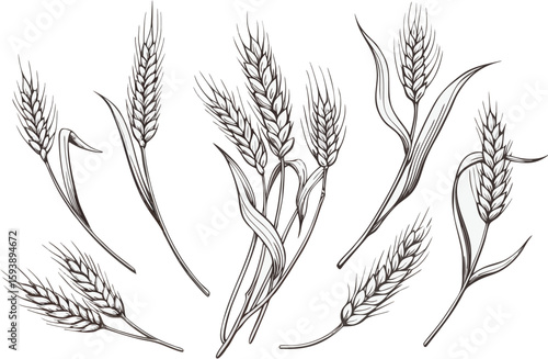 Grains plants and cereal, rye barley and wheat ear spikes. Bakery food concept. Hand drawn sketch vector illustration
