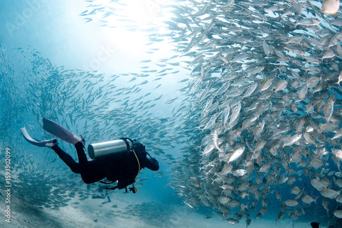Fotografie Female scuba diver diving with a school of yellowstripe scad fish