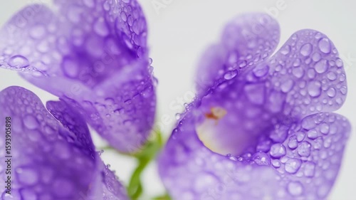 Delicate Purple Flowers with Water Droplets, Macro Close-Up, Beauty.
