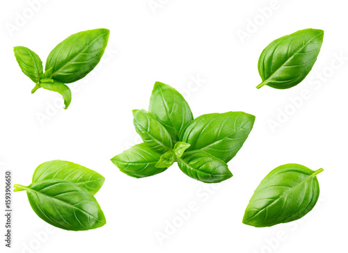 'fresh basil leaves isolated on transparent background'