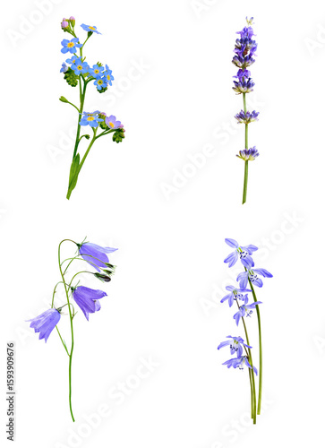 'wildflower floral assortment isolated on transparent background'