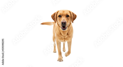 Golden labrador retriever dog walking forward isolated on transparent background