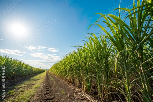 Lush sugarcane field under a bright sun with a clear blue sky and distant horizon