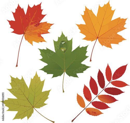 Colorful Autumn Leaves Illustration Maple, Rowan, Green Leaf with Water Drop Isolated on White