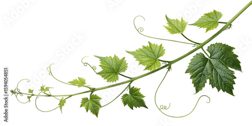 green vine with tendrils