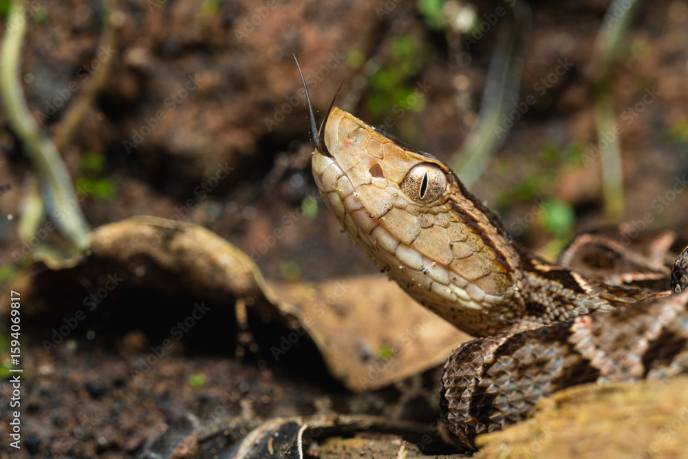 Fototapeta premium Close-up of juvenile Bothrops asper with tongue out in rainforest
