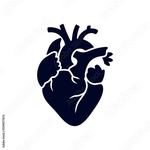 Detailed Silhouette of a Human Heart Anatomical Representation of the Vital Organ Symbolic of Lifeblood and Cardiovascular System