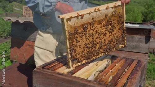 A beekeeper checks for the presence of a queen in a bee colony.