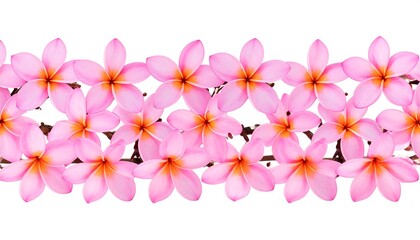 Pink plumeria flowers border (1)