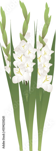 グラジオラス白