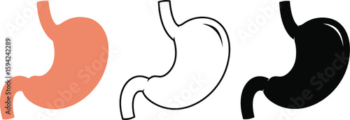 Understanding stomach anatomy diagram and function for medical education and health awareness resources