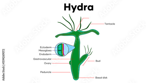 Diagram of a hydra showing parts