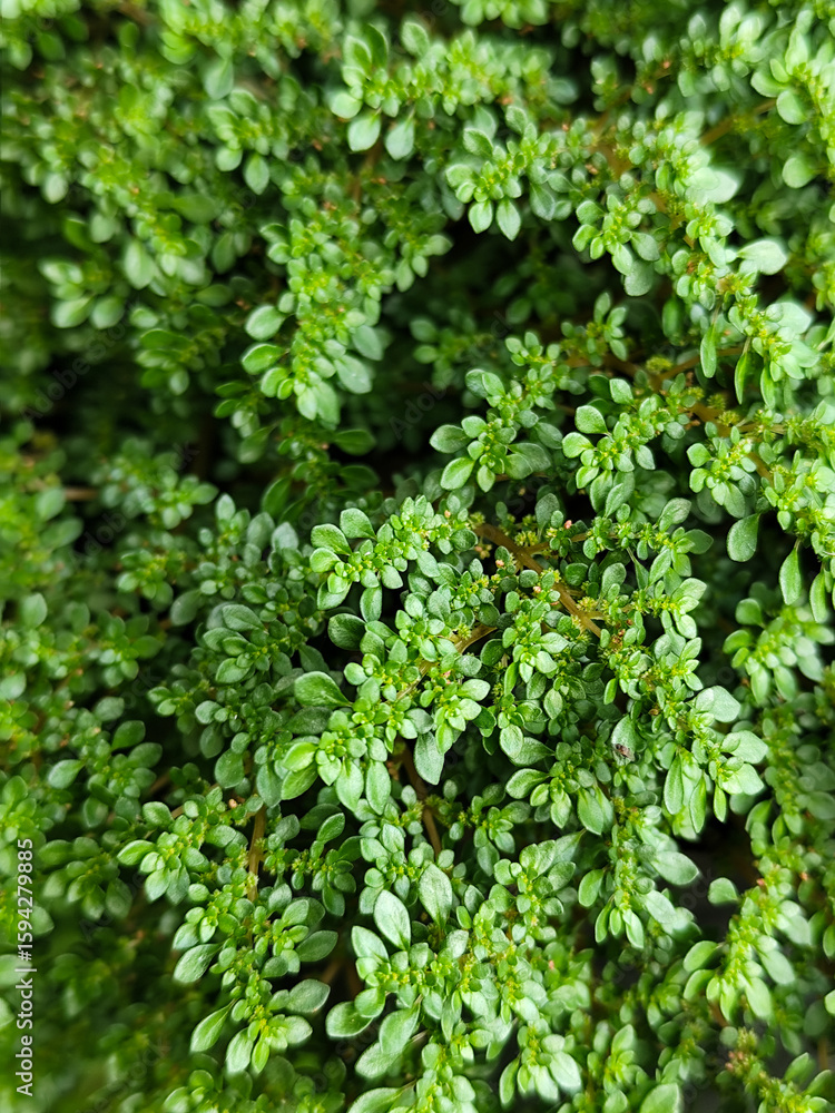 Pilea microphylla, also known as Katumpangan or Artillery plant. The dense and lush texture of small green leaves creates an interesting natural pattern, with a natural blurred background. Pilea microphylla, also known as Katumpangan or Artillery plant. The dense and lush texture of small green leaves creates an interesting natural pattern, with a natural blurred background.