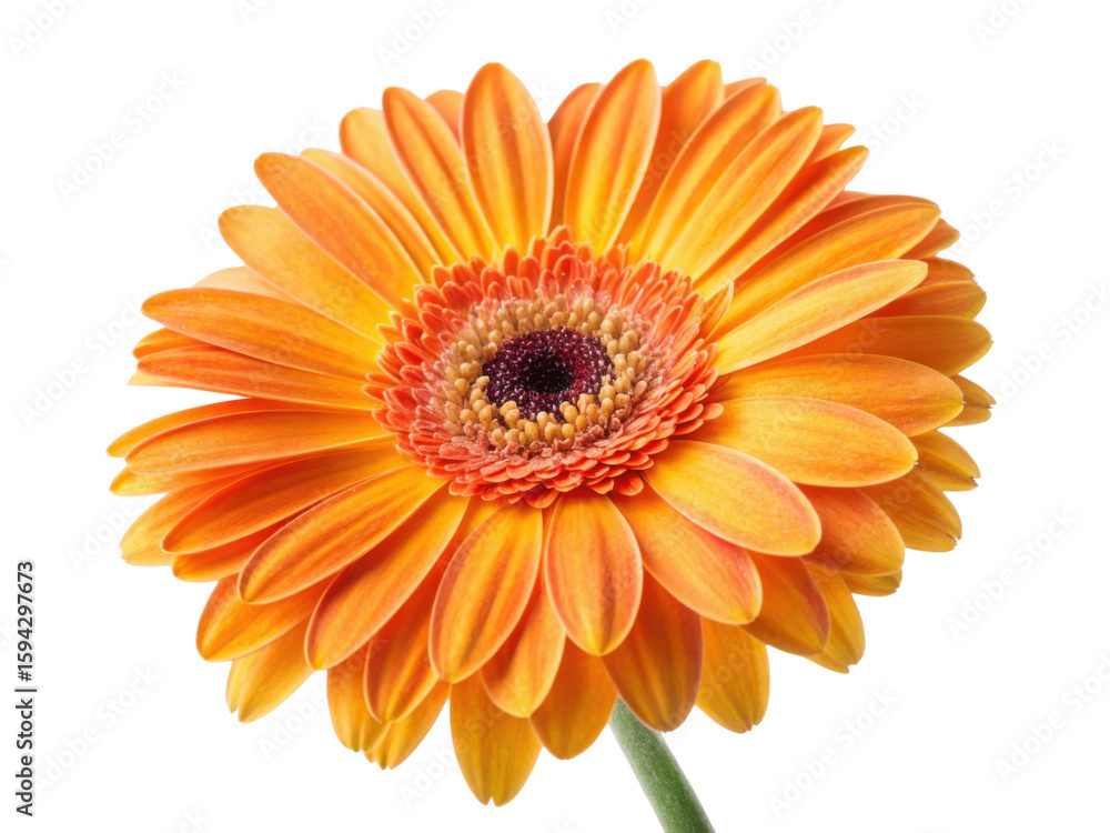 Bright and vibrant gerbera daisy showcases stunning orange petals radiating warmth and beauty, perfect for uplifting any space