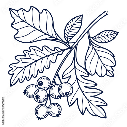 Plant branch with berries line art illustration