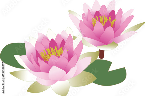 スイレンピンク