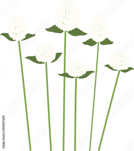 センニチコウ白