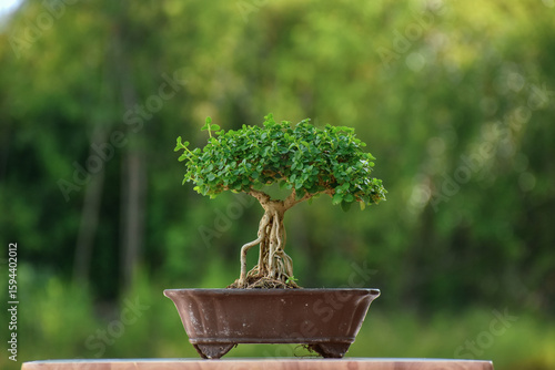 Bonsai Tree,Small Bonsai plant is a miniature art of nature expressed in a small pot and wonderful way to relax after a hard days work,mini bonsai plants is a popular hobby in Asia. Bonsai Tree Concep