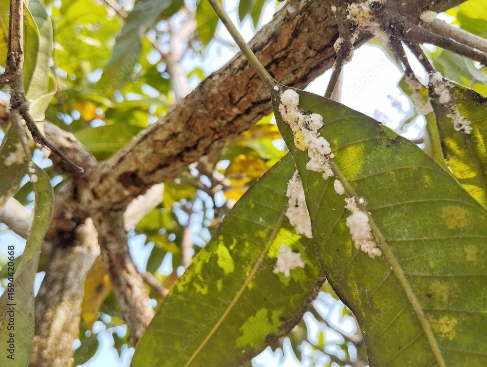 Fototapeta premium Mealybugs (Pseudococcidae) on mango leaves 