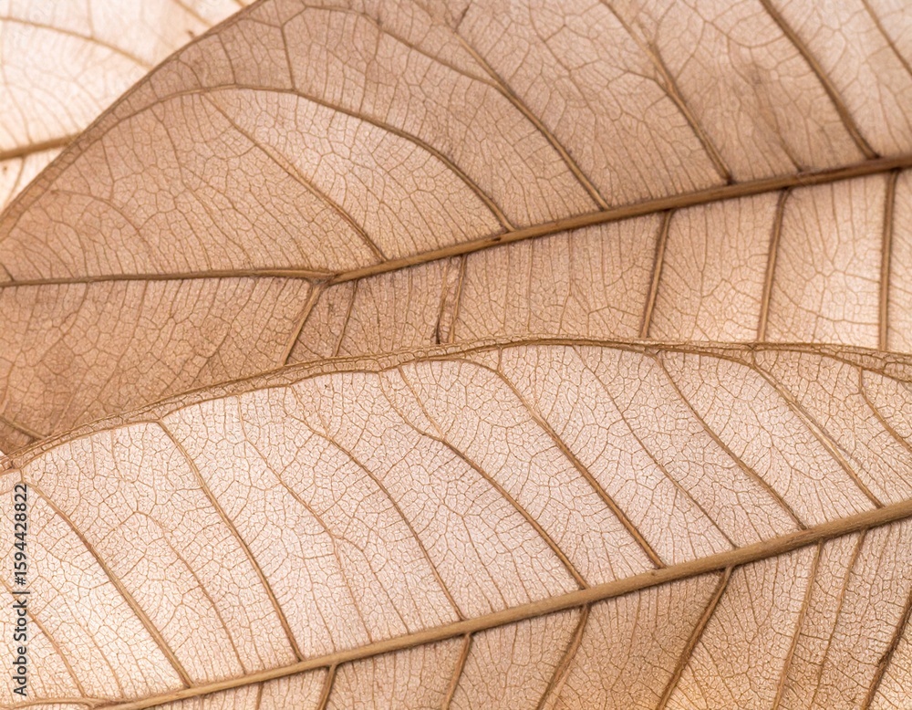 Obraz premium Dry Maple Leaves Resting on Earthy Surface in Autumn Light