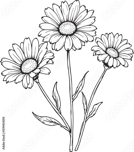 Daisy line art minimalist flower sketch invited delicate refined style