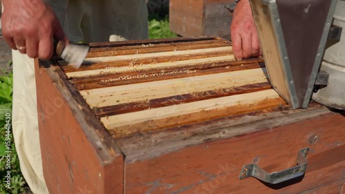 The beekeeper takes out a frame with sealed brood. Checking the condition of the bee colony.