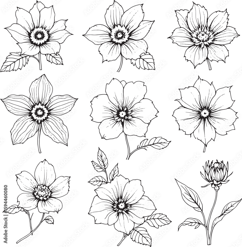 Fototapeta premium hellebore line art intricate plant illustration invited artistic charm