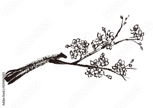 Sakura Branch in Japanese Ink Style
