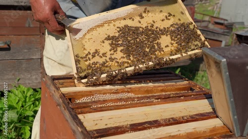 A beekeeper examines a frame of sealed brood.