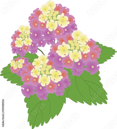 ランタナピンク黄