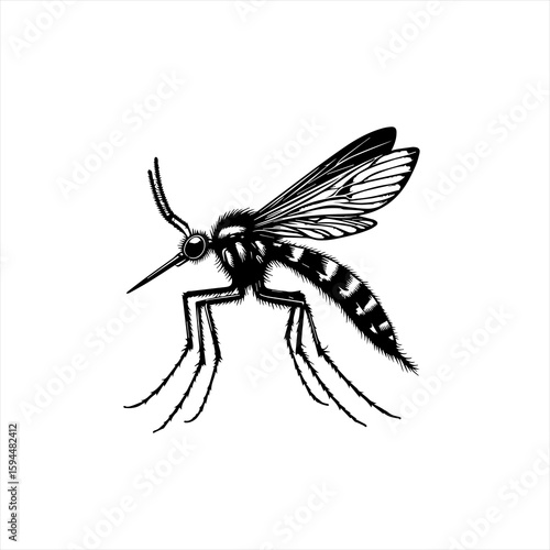 Detailed Black and White Illustration of a Mosquito.