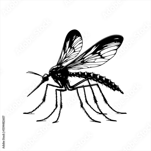 Detailed Black Silhouette of a Mosquito.