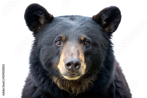  american black bear isolated on white background PNG , AI GENERATED