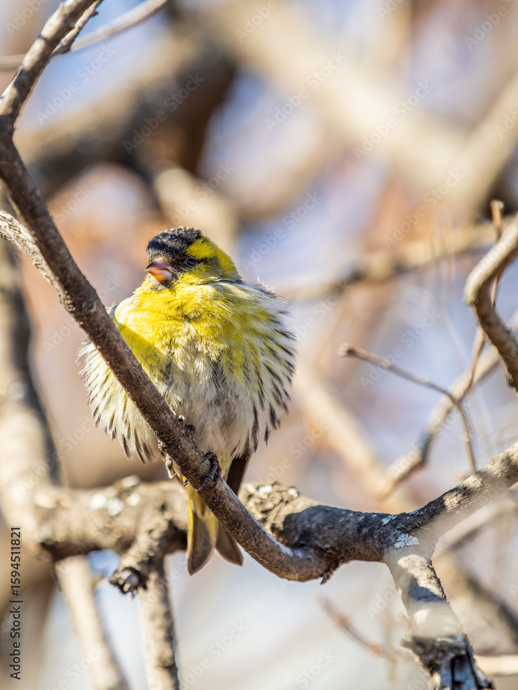 Fototapeta premium Eurasian siskin male, latin name spinus spinus, sitting on branch of tree. Cute little yellow songbird.