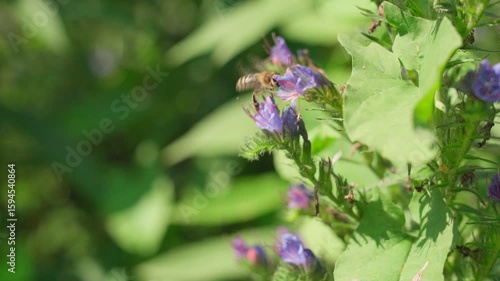 Bees collect nectar from flowers. Pollination in nature.