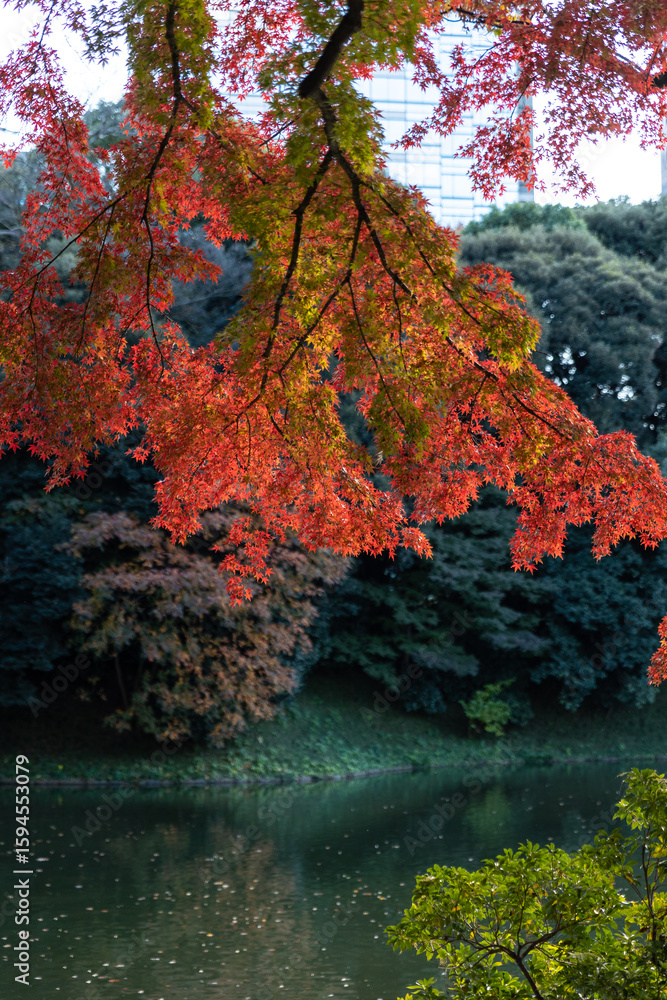 Obraz premium japanese autumn of beautiful colored leaves. Koishikawa Kourakuen, Tokyo