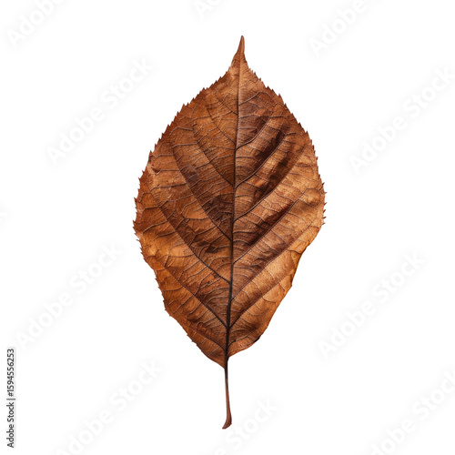 Close-up of a single, dried, brown leaf
