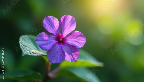 Vibrant purple periwinkle blossom, soft focus green leaves, vivid, outdoor, flora