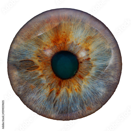 eye iris