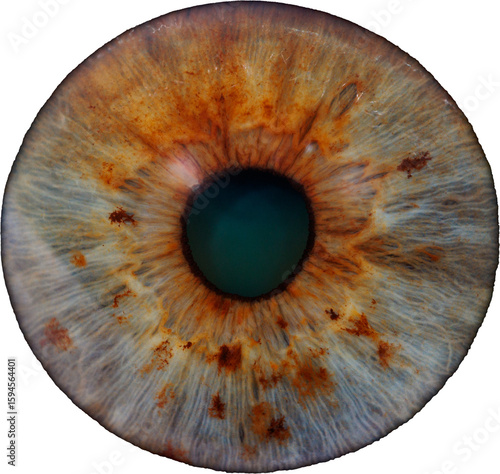 eye iris isolated with no background
