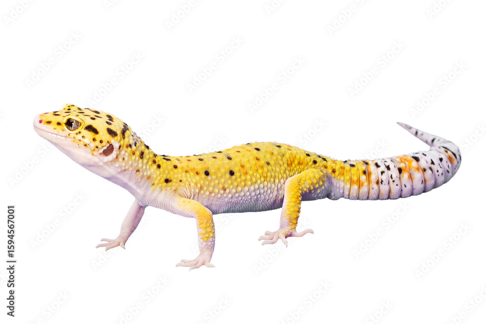 Naklejka premium Gecko, animal profile. Animal lizard without background. Eublefar PNG