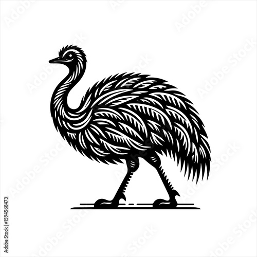 Emu walking isolated on white background