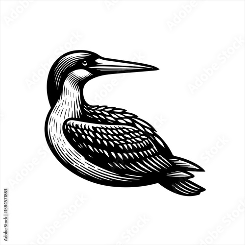 Loon bird illustration