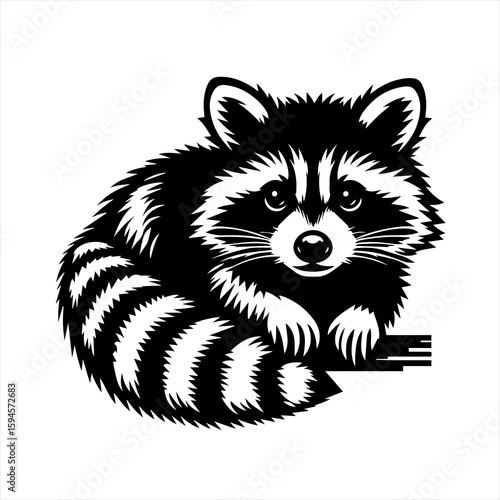 Raccoon illustration