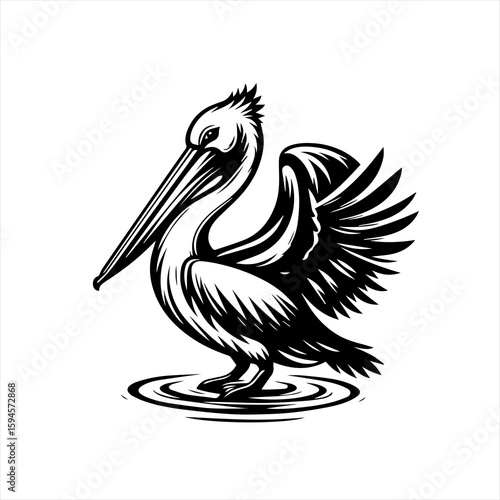 Pelican standing in water