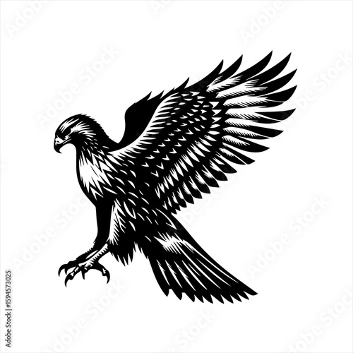 Eagle in flight, wings spread