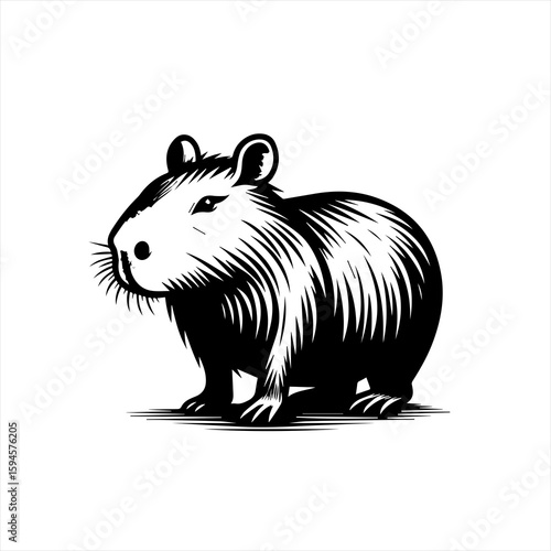 Capybara rodent illustration