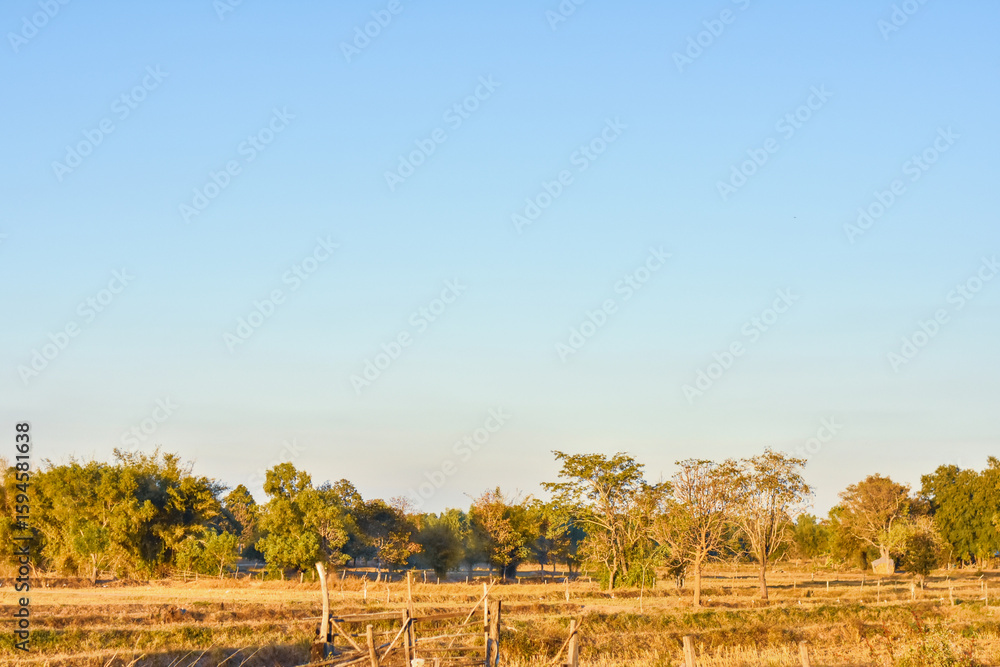 Fototapeta premium autumn landscape with trees