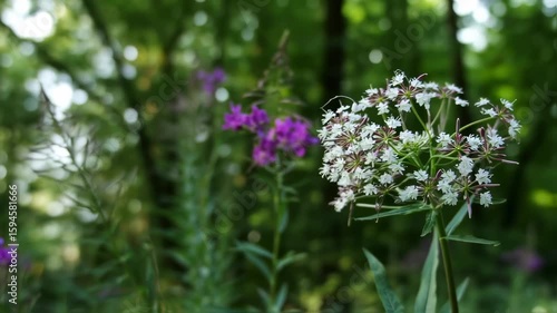 Serene Forest Bloom: White and Purple Wildflowers Sway Gently in Sunlight